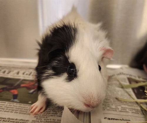 GEMINI - Guinea Pig available for adoption