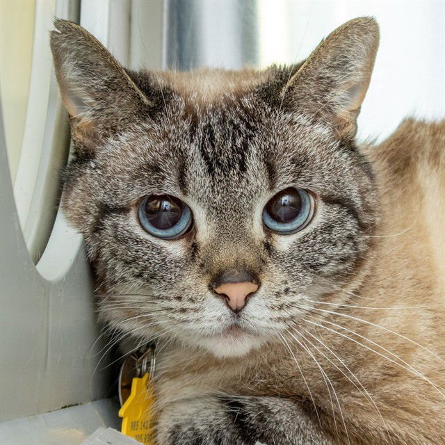 KATARA - Siamese available for adoption