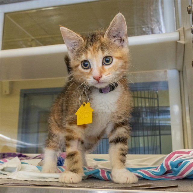 WINDY - Domestic Short Hair available for adoption