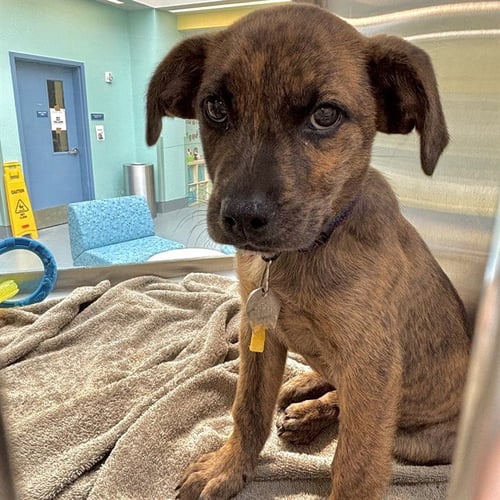 STARFISH - Plott Hound available for adoption