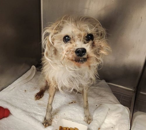 TOOTHPICK - Parson Russell Terrier available for adoption
