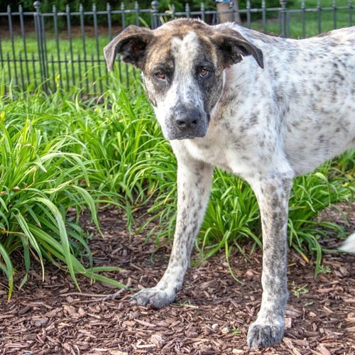 COLBY - Great Pyrenees / German Shepherd Dog available for adoption