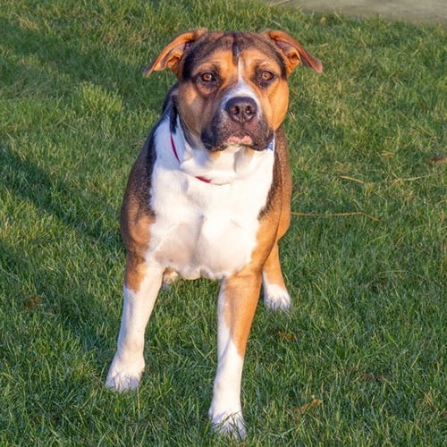 TWINKLE - Pit Bull Terrier available for adoption