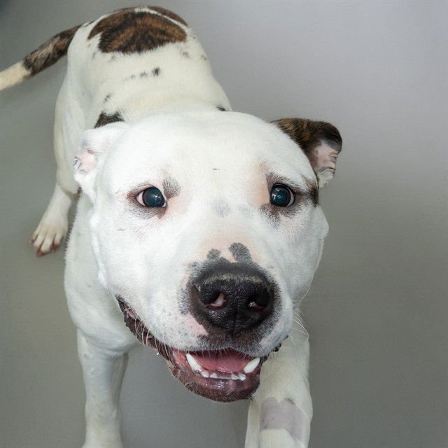 PIXEL - Pit Bull Terrier available for adoption