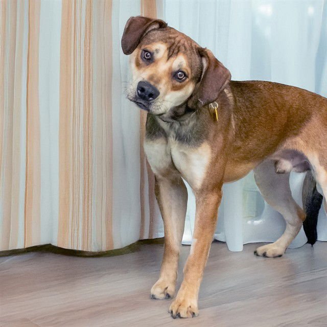 HAPPY - Australian Cattle Dog/Blue Heeler available for adoption