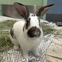 BUN BUN - Photo 1