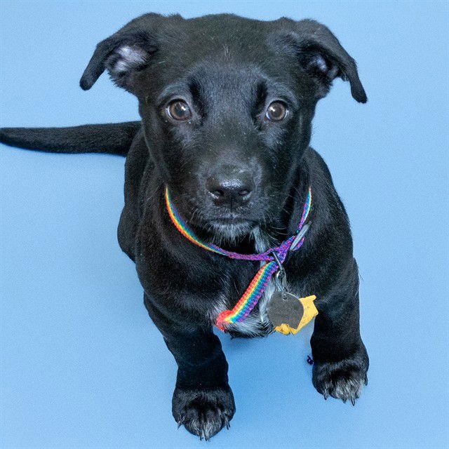 PENELOPE - Australian Cattle Dog/Blue Heeler / Mastiff available for adoption