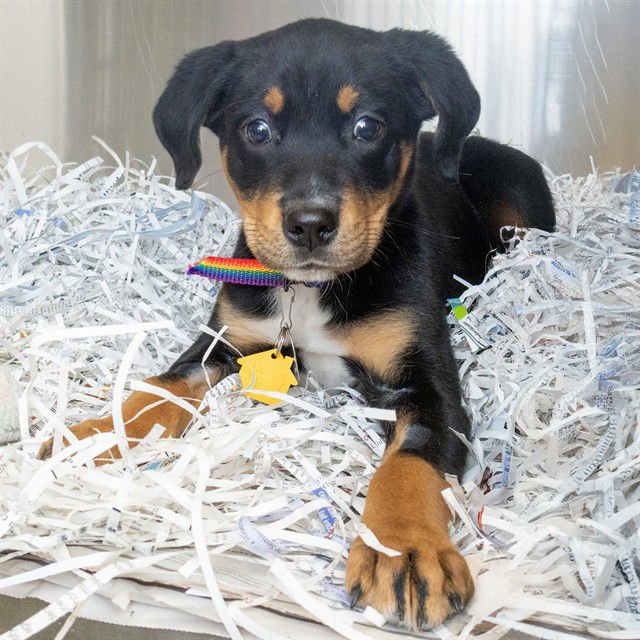 CASHMERE - Rottweiler available for adoption