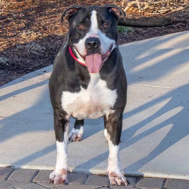 MOOKIE - Pit Bull Terrier available for adoption