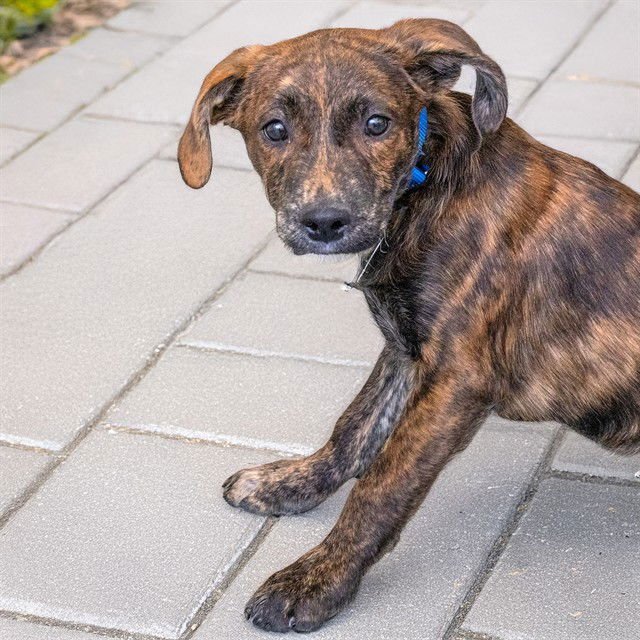 LOUIE - Labrador Retriever available for adoption