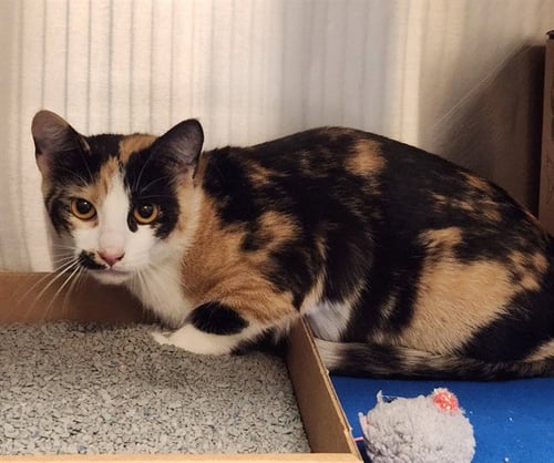 JILL - Domestic Short Hair available for adoption