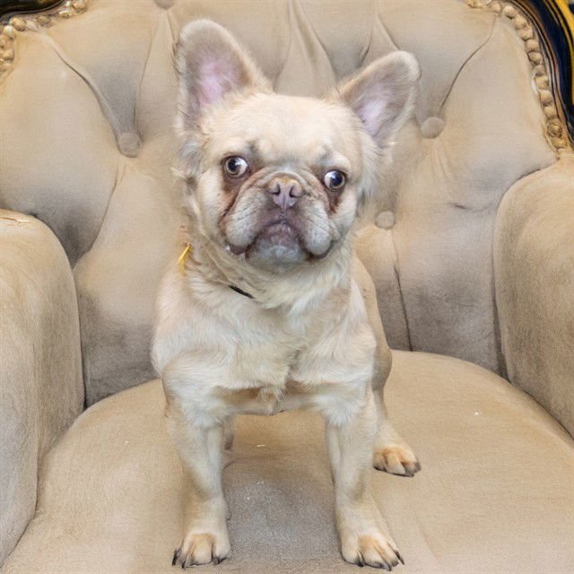BAGUETTE - French Bulldog available for adoption