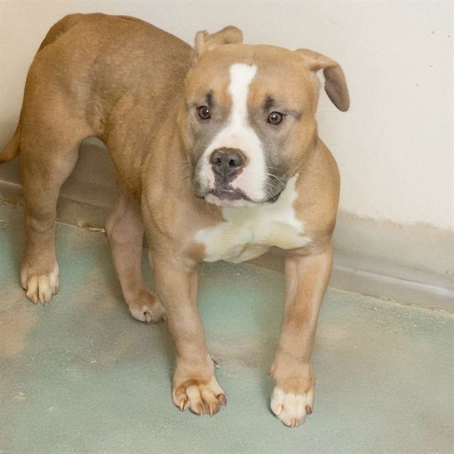 LOLA MAE - Staffordshire Bull Terrier available for adoption