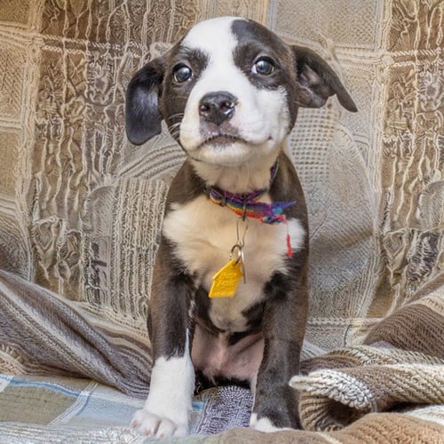 SATIN - Australian Cattle Dog/Blue Heeler available for adoption
