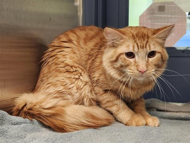 MARVIN - Domestic Medium Hair available for adoption