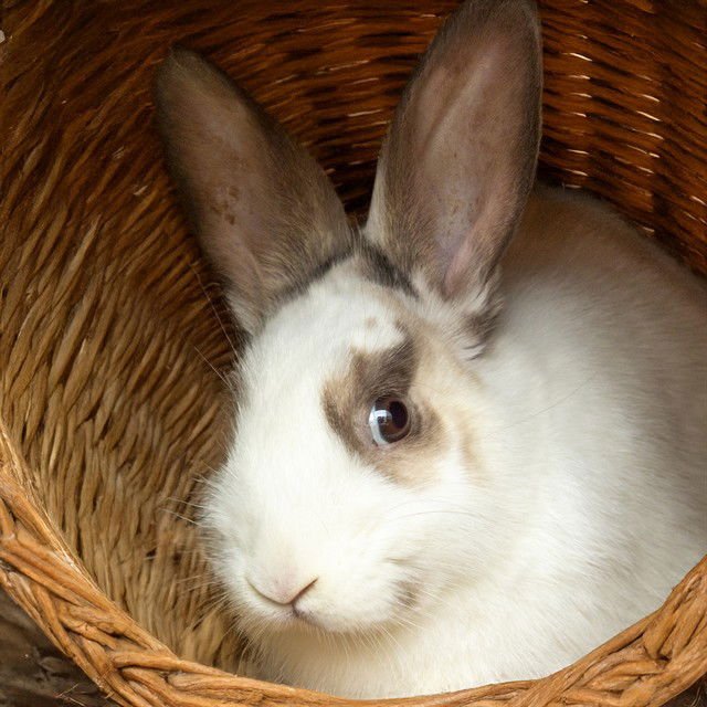 GUMBO - Shorthaired Rabbit available for adoption