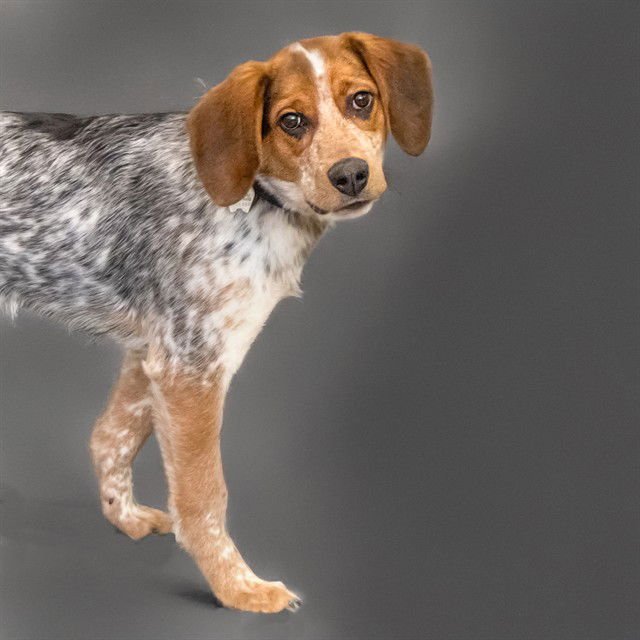 BINGO - Beagle / Bluetick Coonhound available for adoption