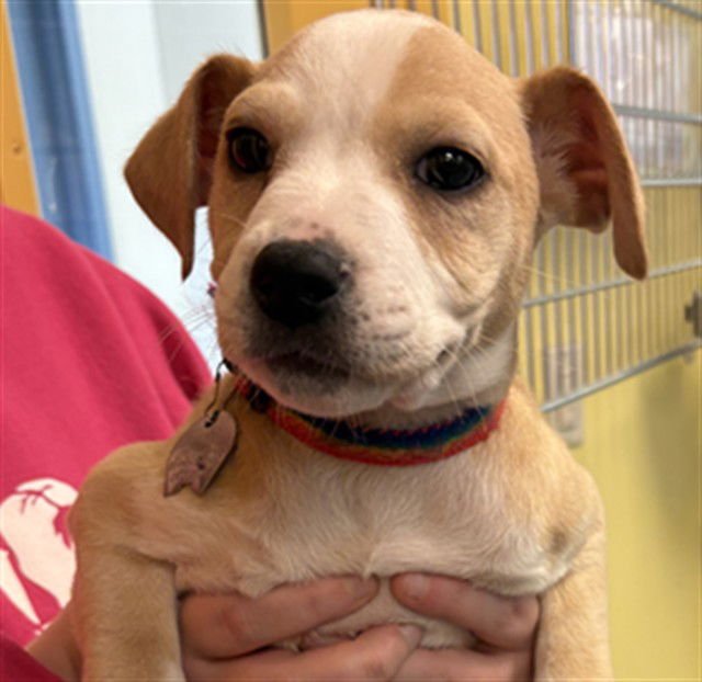 NEZUKO - Labrador Retriever available for adoption