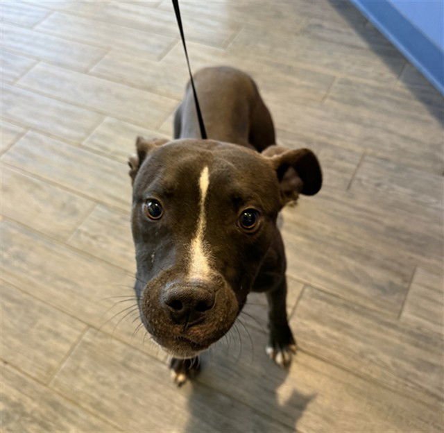 JOEY - Pit Bull Terrier available for adoption