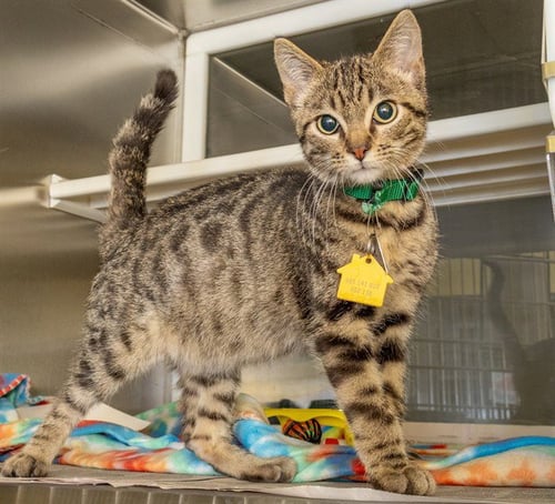 KALE - Domestic Short Hair available for adoption
