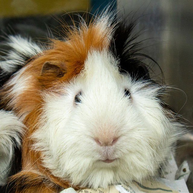 MR. JOHNSON - Guinea Pig available for adoption