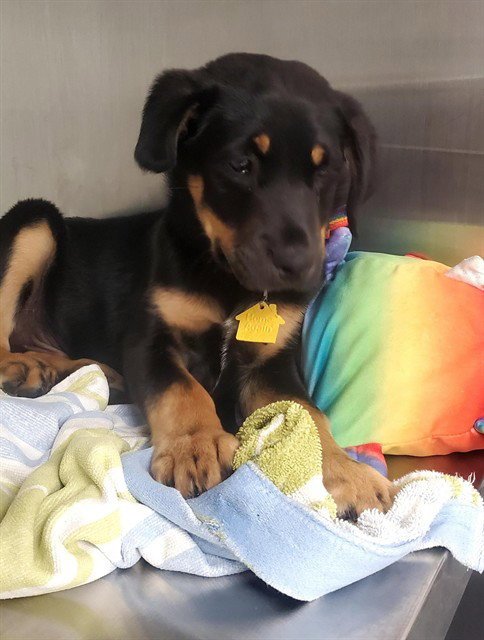 BERMUDA - Rottweiler available for adoption