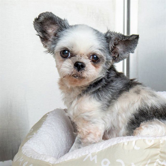 PENELOPE - Shih Tzu / Maltese available for adoption