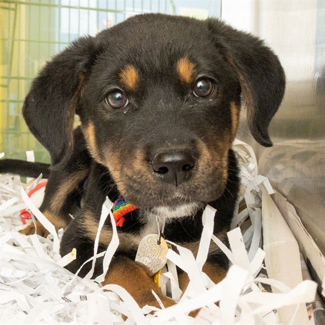 DENIM - Rottweiler available for adoption