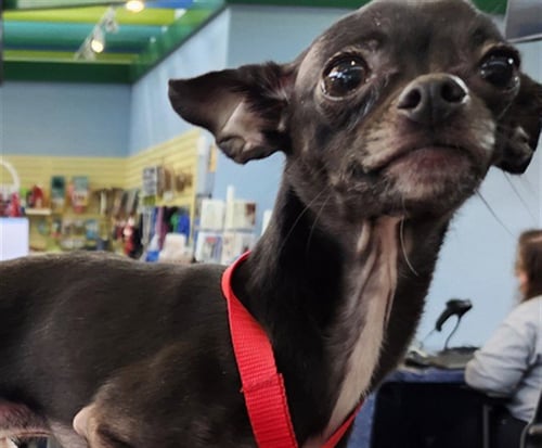 CHILLO - Chihuahua available for adoption