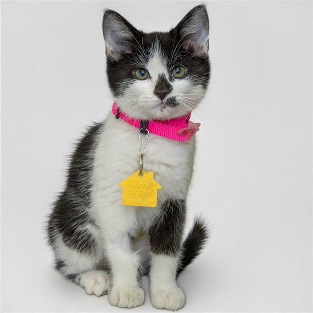 DAISY - Domestic Short Hair available for adoption