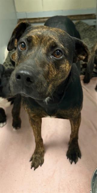 CARMILLA - Pit Bull Terrier available for adoption