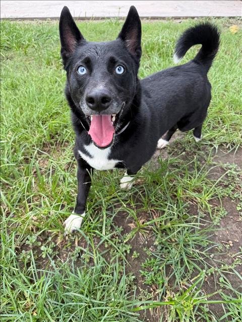 COWBOY - Pembroke Welsh Corgi / Siberian Husky available for adoption