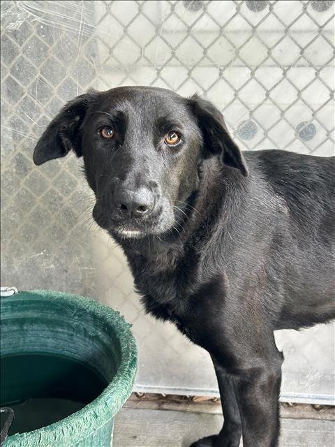 DAPHNE - Labrador Retriever available for adoption