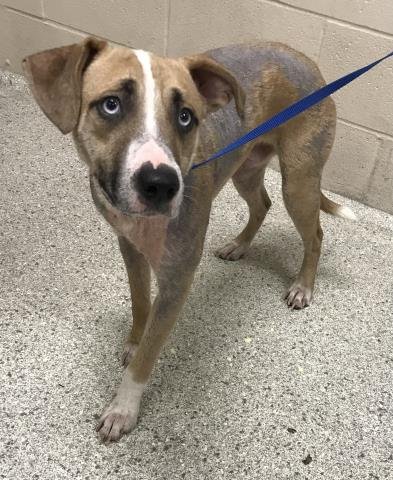 JED - Labrador Retriever available for adoption