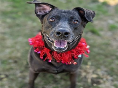 DELILAH - Labrador Retriever available for adoption