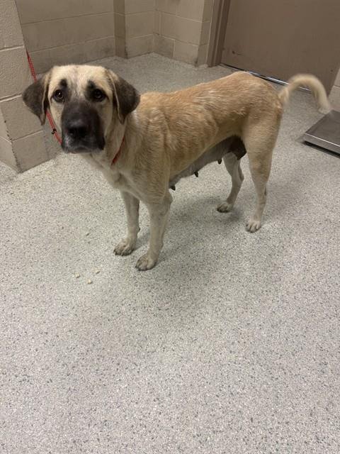 AGATHA - Anatolian Shepherd available for adoption