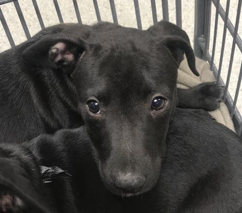 FIG - Pit Bull Terrier / Labrador Retriever available for adoption