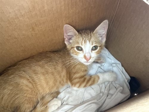 A429646 - Domestic Short Hair available for adoption