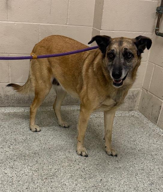 BETH - German Shepherd Dog available for adoption