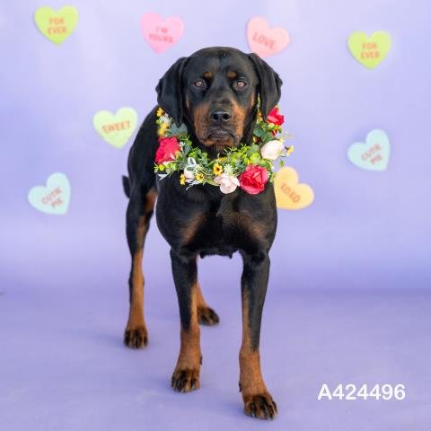 DELILAH - Rottweiler available for adoption