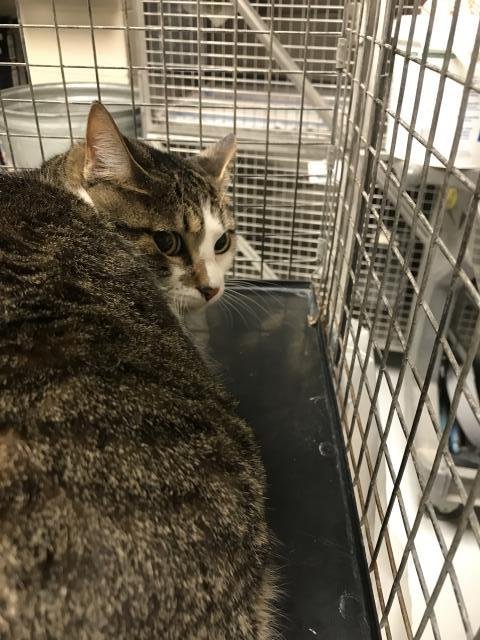 CAPTIN BLACK BEAN - Domestic Short Hair available for adoption