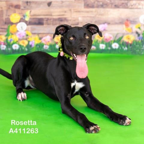 ROSETTA - Labrador Retriever available for adoption