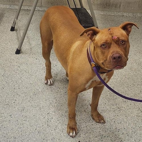 FINCH - American Staffordshire Terrier available for adoption