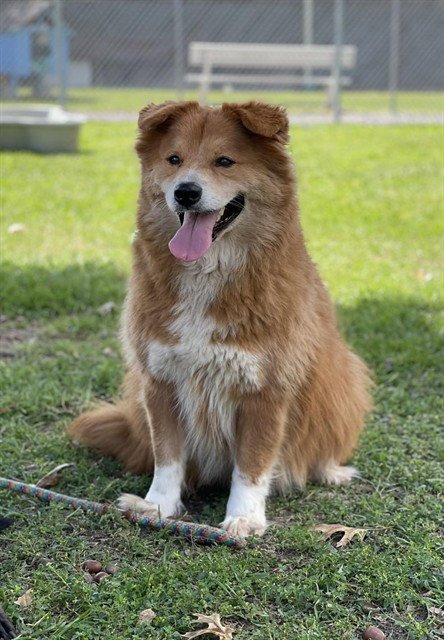 LOBO Image