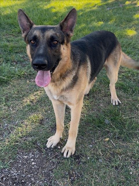 FONDUE - German Shepherd Dog available for adoption