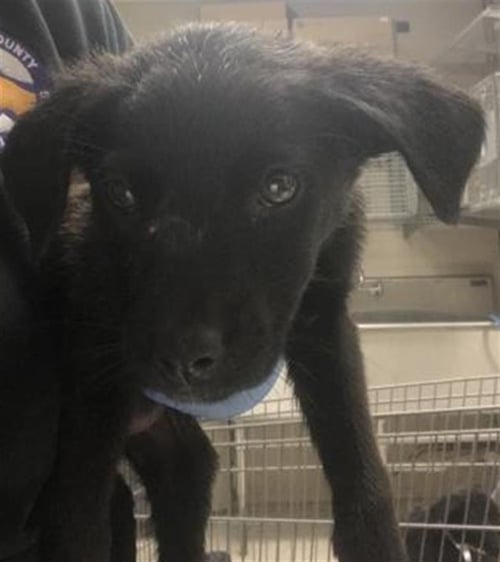 HILDA - Labrador Retriever available for adoption