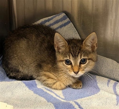 COCONUT - Domestic Short Hair available for adoption