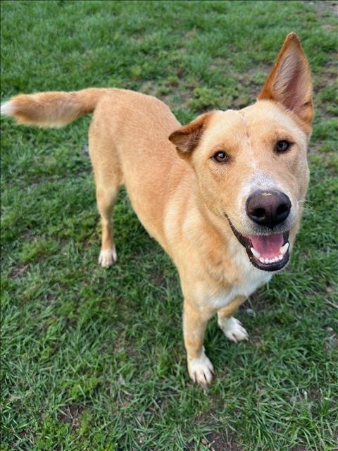 DENNIS - Labrador Retriever available for adoption