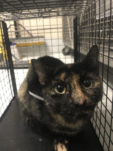 PEPPER - Domestic Short Hair available for adoption