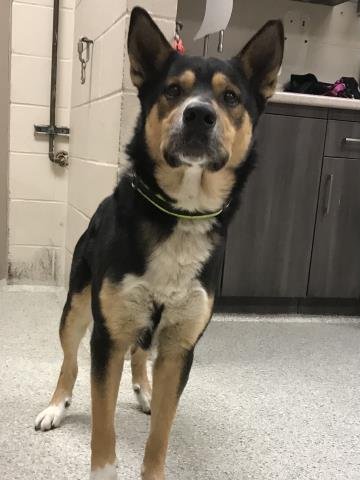 MARIO - German Shepherd Dog / Akita available for adoption